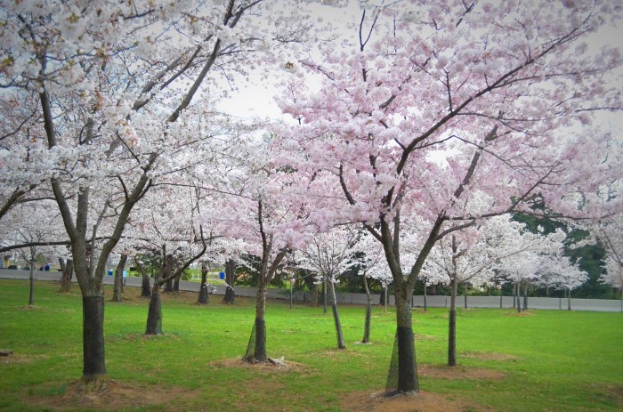 cherry blossom trees growing in green grass, washington dc, travel photographer, cherry blossoms, travel, travel blogger, japanese cherry blossoms, japan, japanese, travel photography, architectural photography,