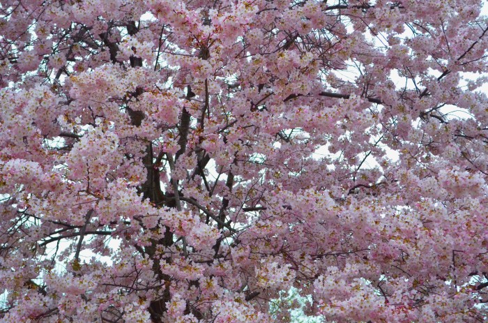 cherry blossom trees, washington dc, travel photographer, cherry blossoms, travel, travel blogger, japanese cherry blossoms, japan, japanese, travel photography, architectural photography,