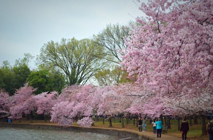 cherry blossoms looming over river basin, washington dc, travel photographer, cherry blossoms, travel, travel blogger, japanese cherry blossoms, japan, japanese, travel photography, architectural photography,