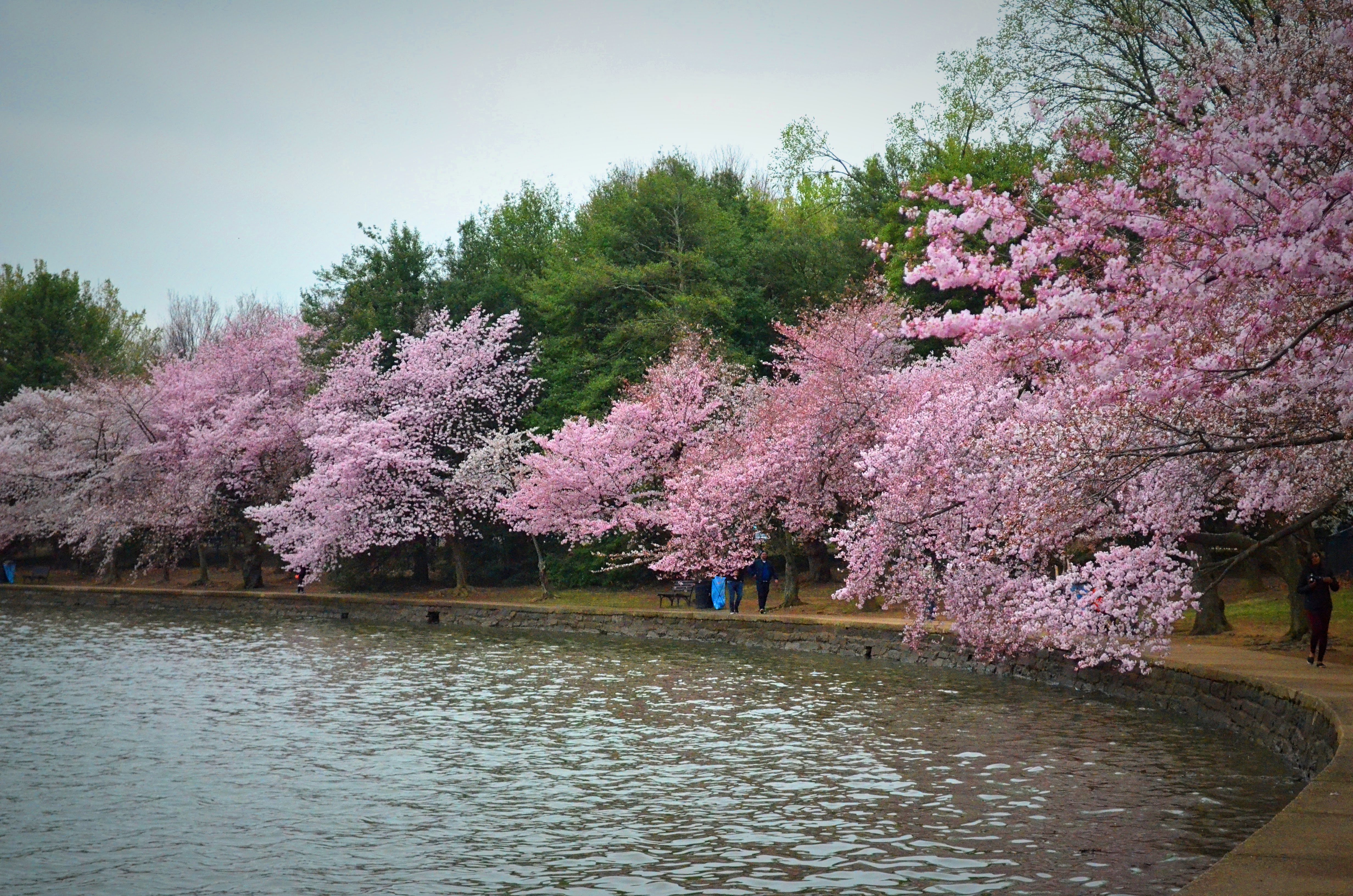 cherry blossoms hanging over river basin, washington dc, travel photographer, cherry blossoms, travel, travel blogger, japanese cherry blossoms, japan, japanese, travel photography, architectural photography,