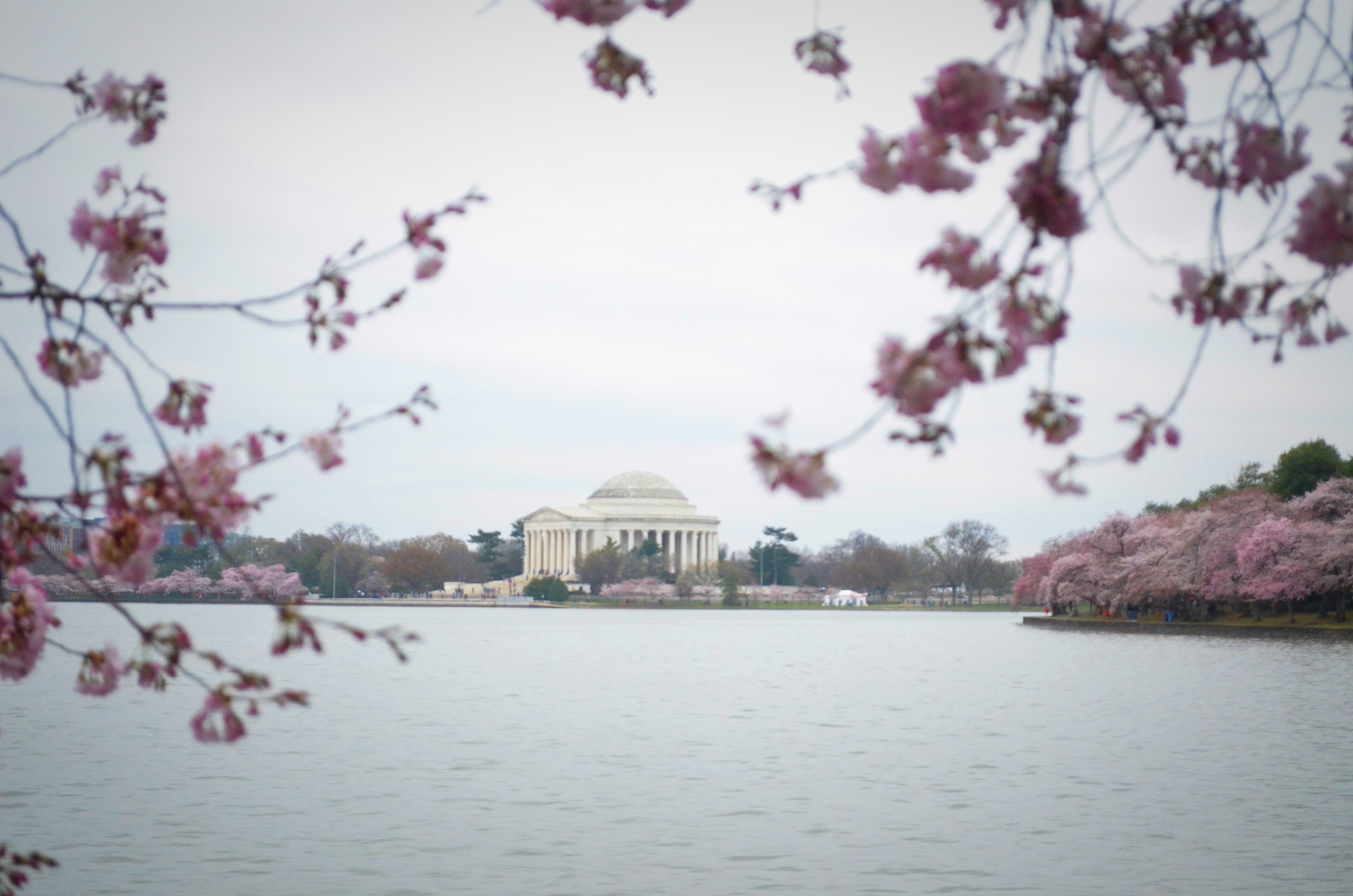 jefferson monument across the river basin with cherry blossoms in the foreground, washington dc, travel photographer, cherry blossoms, travel, travel blogger, japanese cherry blossoms, japan, japanese, travel photography, architectural photography, jefferson monument, jefferson, thomas jefferson, thomas jefferson monument, washington dc monuments, washington dc attractions, washington dc sites, what to see in dc, cherry blossoms in dc,