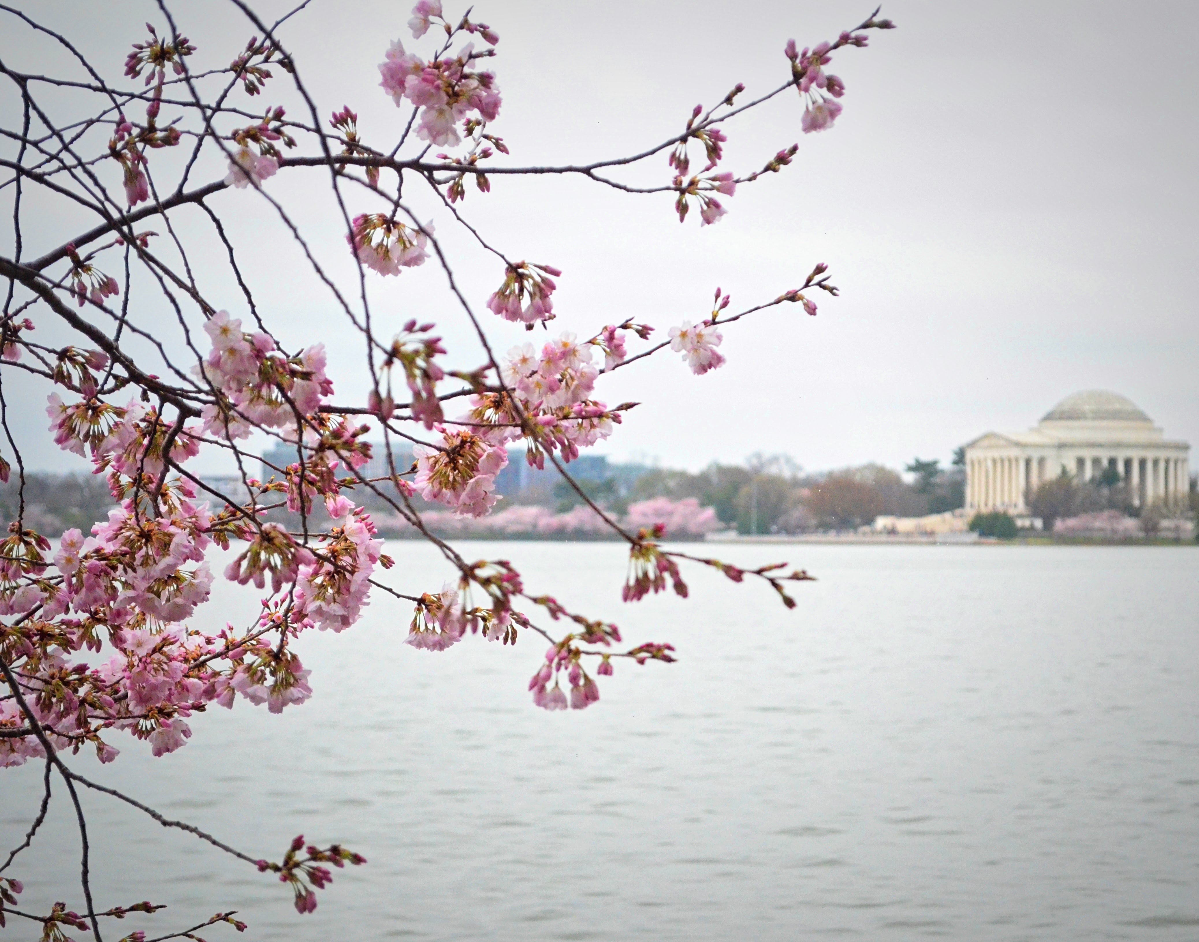 jefferson monument across the river basin with cherry blossoms in the foreground, washington dc, travel photographer, cherry blossoms, travel, travel blogger, japanese cherry blossoms, japan, japanese, travel photography, architectural photography, jefferson monument, jefferson, thomas jefferson, thomas jefferson monument, washington dc monuments, washington dc attractions, washington dc sites, what to see in dc, cherry blossoms in dc,
