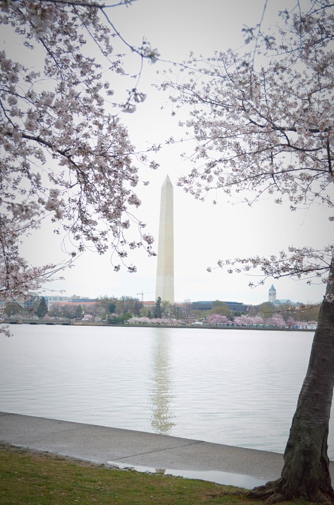 Washington dc, dc, washington, residential dc, us capitol, president, us, united states, washington monuments, dc monuments, travel blog, travel photographer, travel photography, travel photographer atlanta, atlanta photographer, traveling, travel, washington monument, the washington monument, washington dc monuments and memorials, washington in the spring, dc in the spring, dc memorials and monuments,