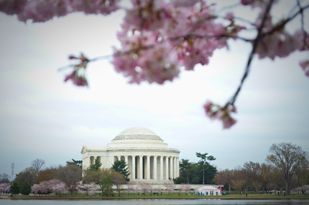 jefferson monument across the river basin with cherry blossoms in the foreground, washington dc, travel photographer, cherry blossoms, travel, travel blogger, japanese cherry blossoms, japan, japanese, travel photography, architectural photography, washington, washington dc, washington dc travel, dc travel, dc blog, washington dc blog, dc travel blog, washington dc travel blog, what to see in dc, things to see in dc, dc travel photography, washington dc travel photography, memorials and monuments, washington dc monuments, dc monuments