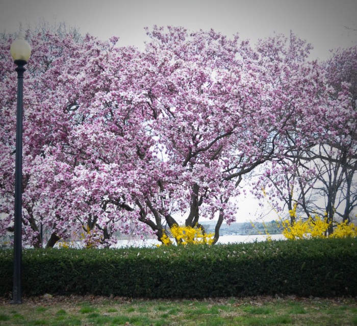 cherry blossom tree with green hedge and lampost, washington dc, travel photographer, cherry blossoms, travel, travel blogger, japanese cherry blossoms, japan, japanese, travel photography, architectural photography,