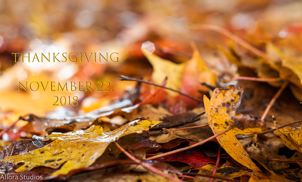 leaves, thanksgiving, photographer, fall, autumn, vlog, vlogger, vlogging, video, cinematography